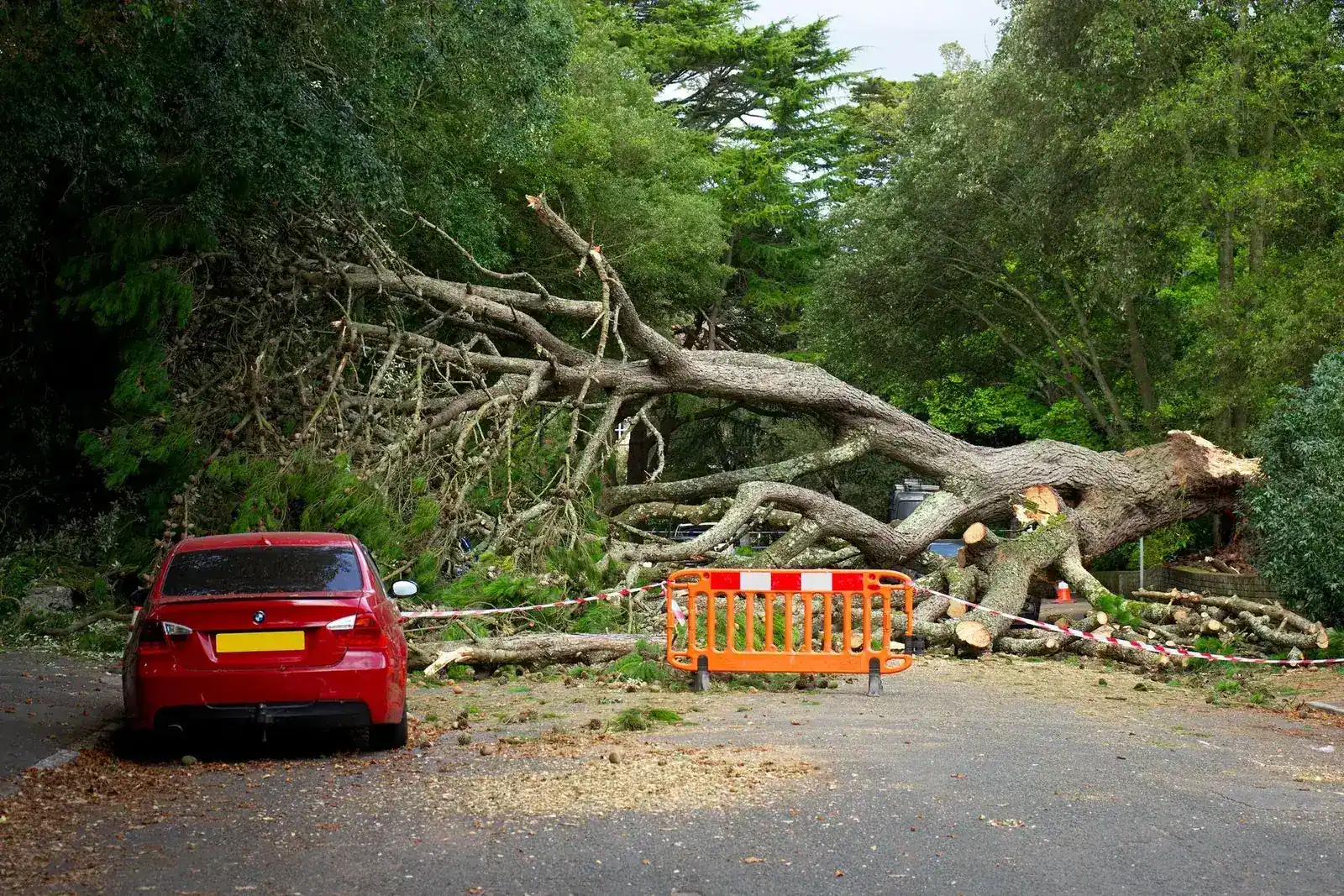 A fallen tree blocking a road with a car stopped in front of it