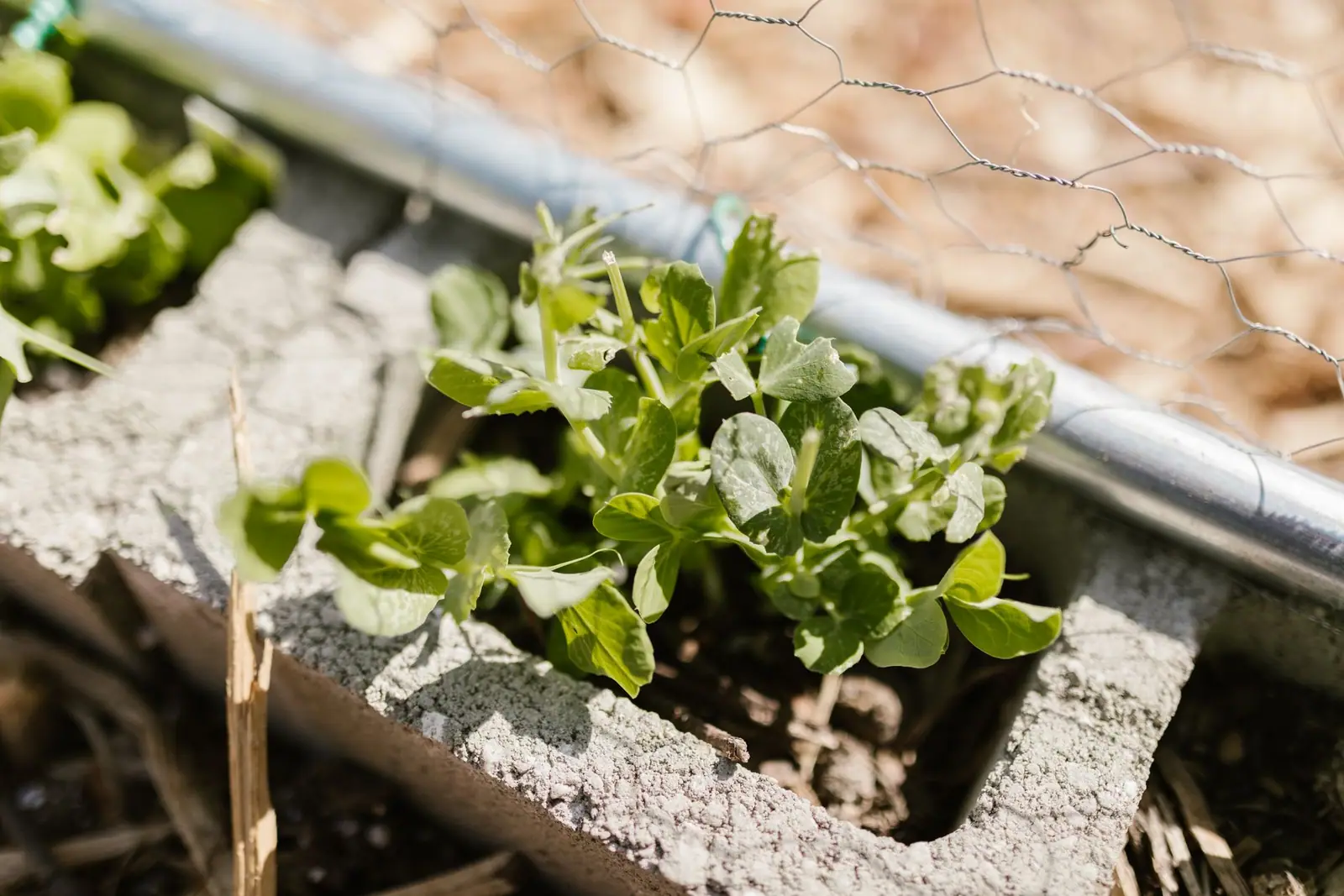 Pea seedlings growing in a raised bed edged with concrete blocks