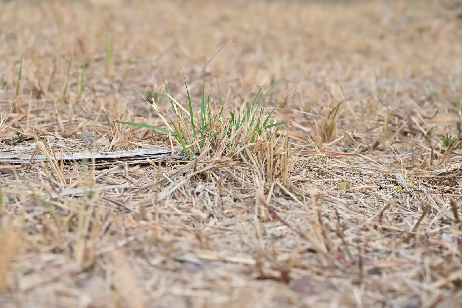 A close view of dry, straw-colored dead grass
