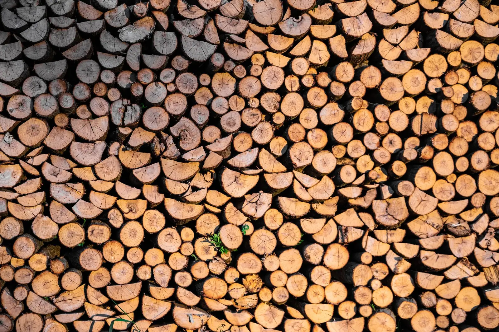 Round log ends stacked in a wall of firewood