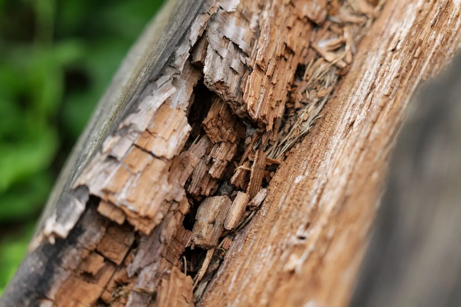 A weathered log with splintered, crumbling rotten wood