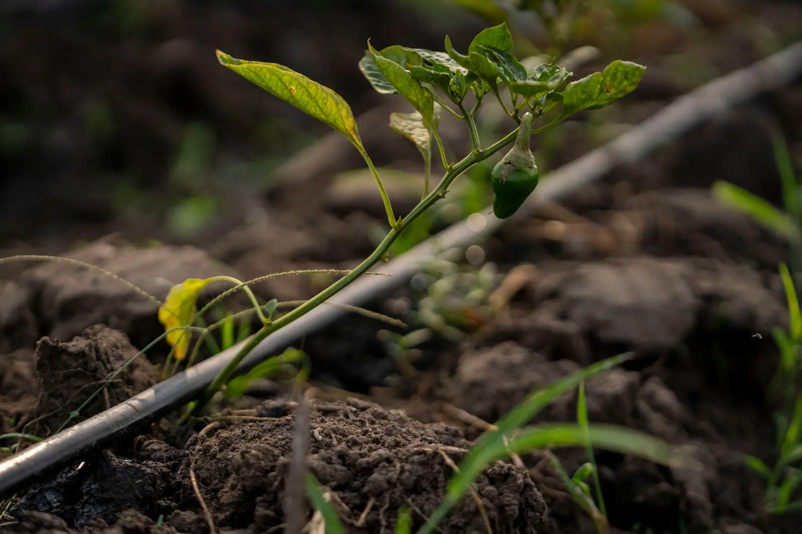 A drip irrigation line running past a young plant in dark soil