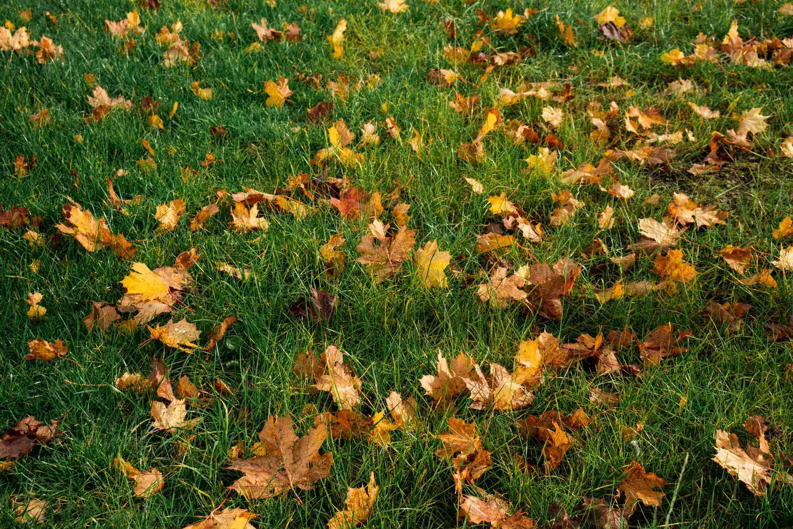 Fallen autumn leaves scattered across a green lawn