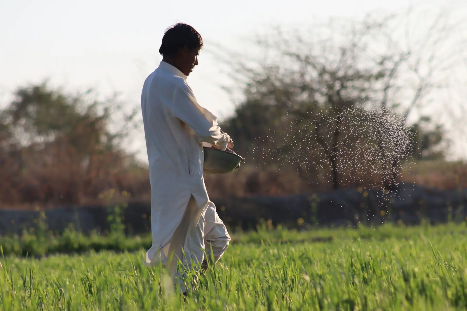 A man scattering granules by hand across a green field