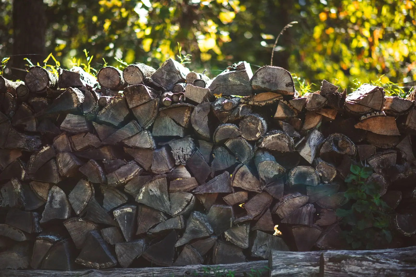 A stack of split firewood outdoors in low sunlight among trees