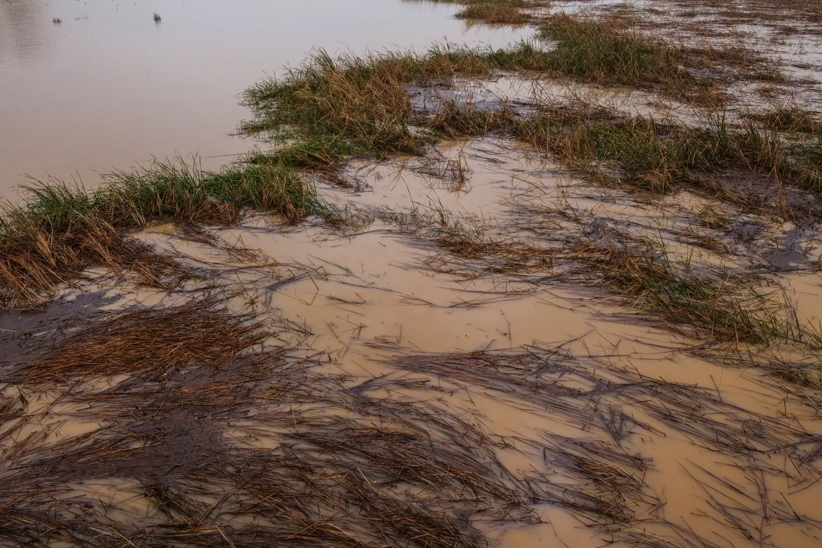 Muddy floodwater lying across a grassy field