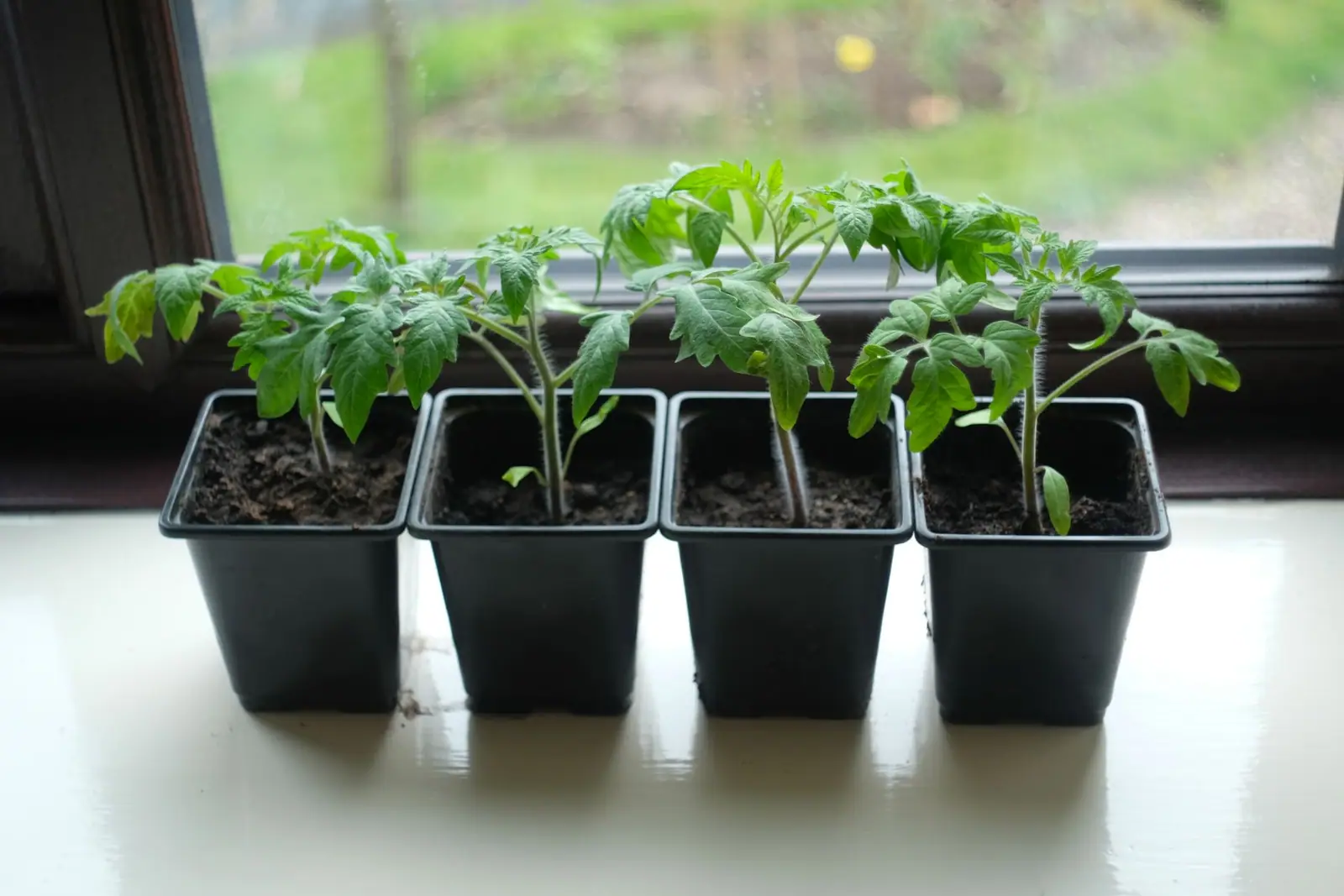 Four young tomato plants in black pots on a sunny windowsill