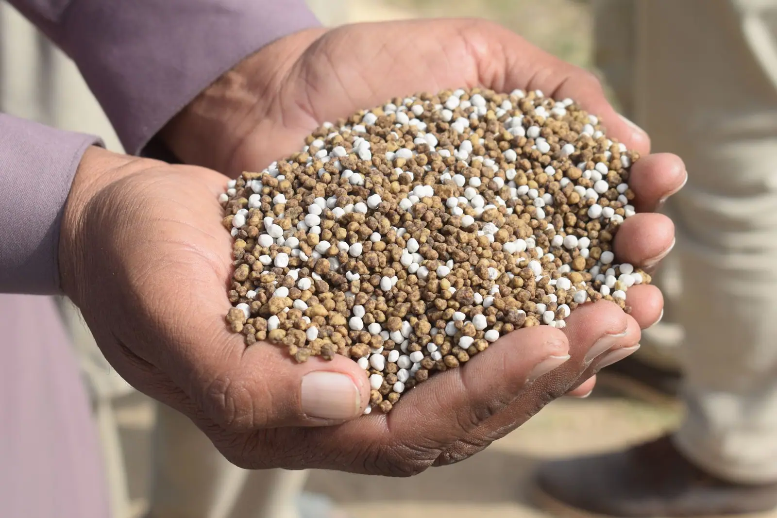 Cupped hands holding a pile of granular fertilizer