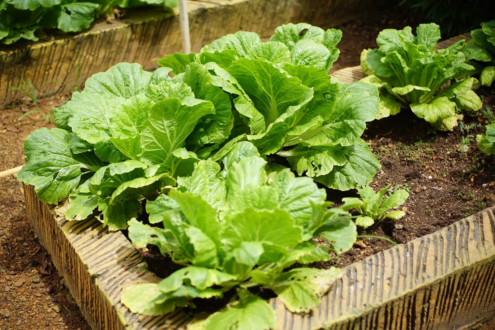 Large leafy greens growing in a wooden raised garden bed