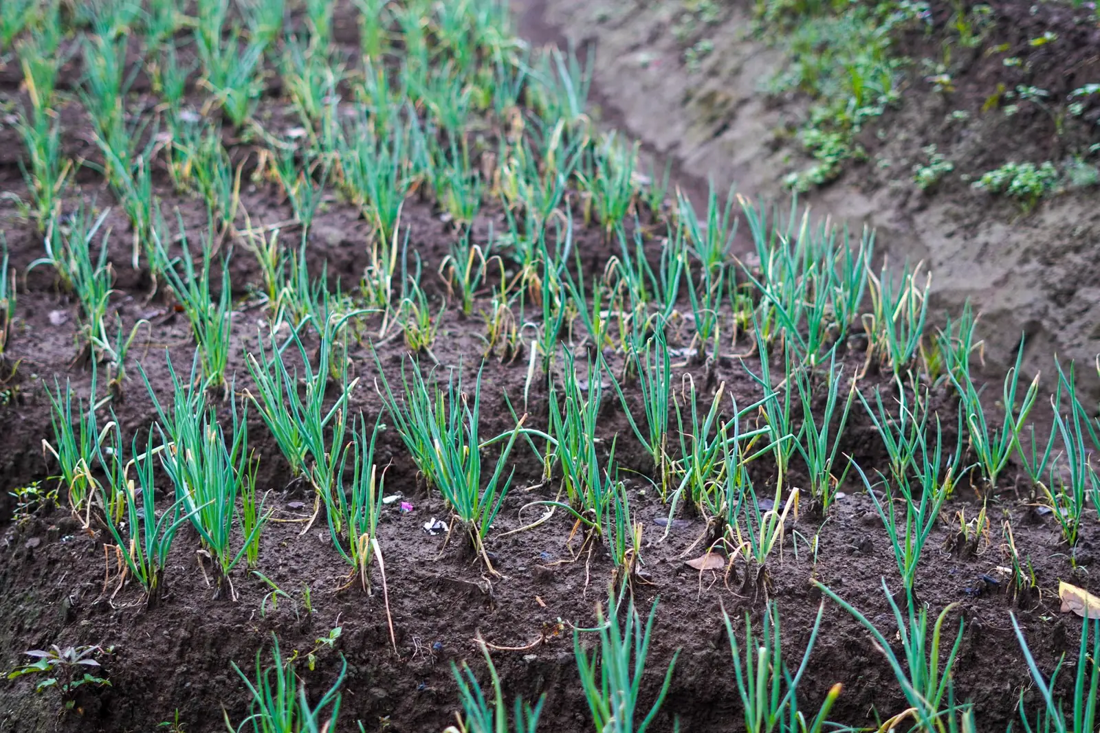Rows of young onions growing directly in the ground