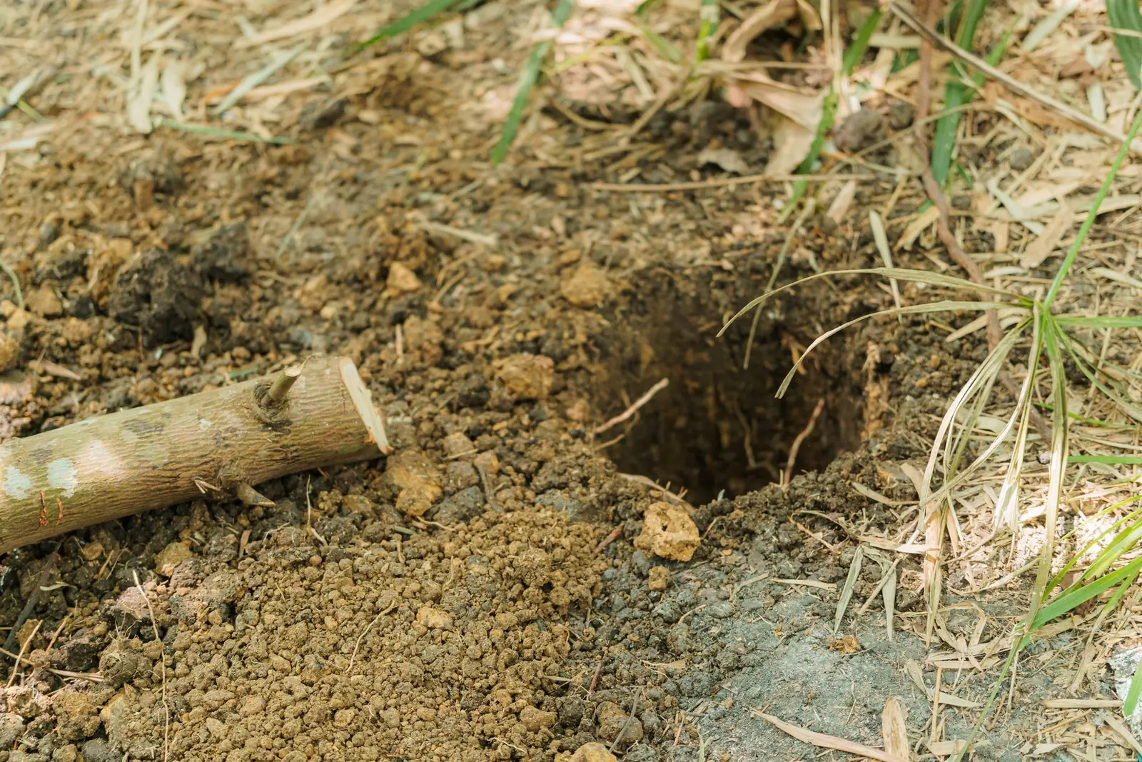 A freshly dug hole in garden soil surrounded by grass