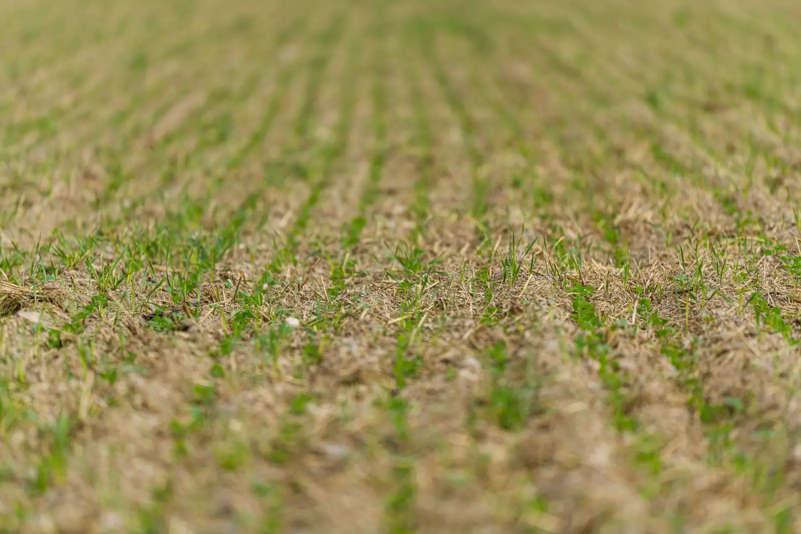Thin rows of young green shoots emerging from bare soil