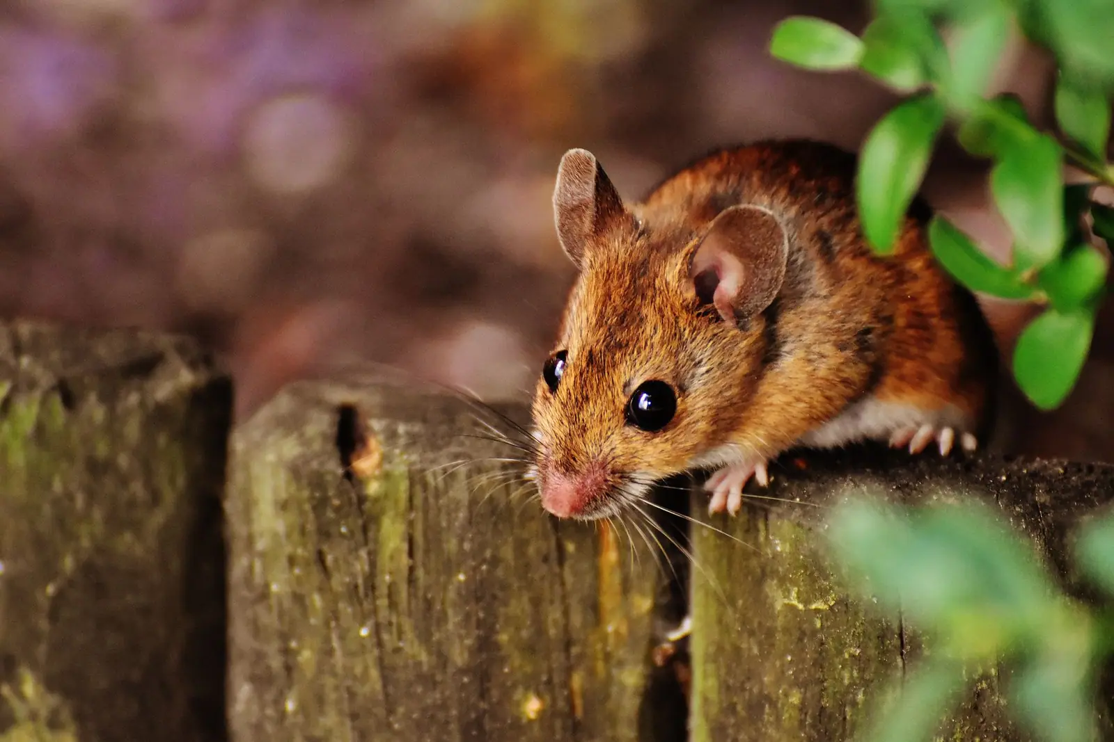 A brown mouse peering over the edge of a wooden fence