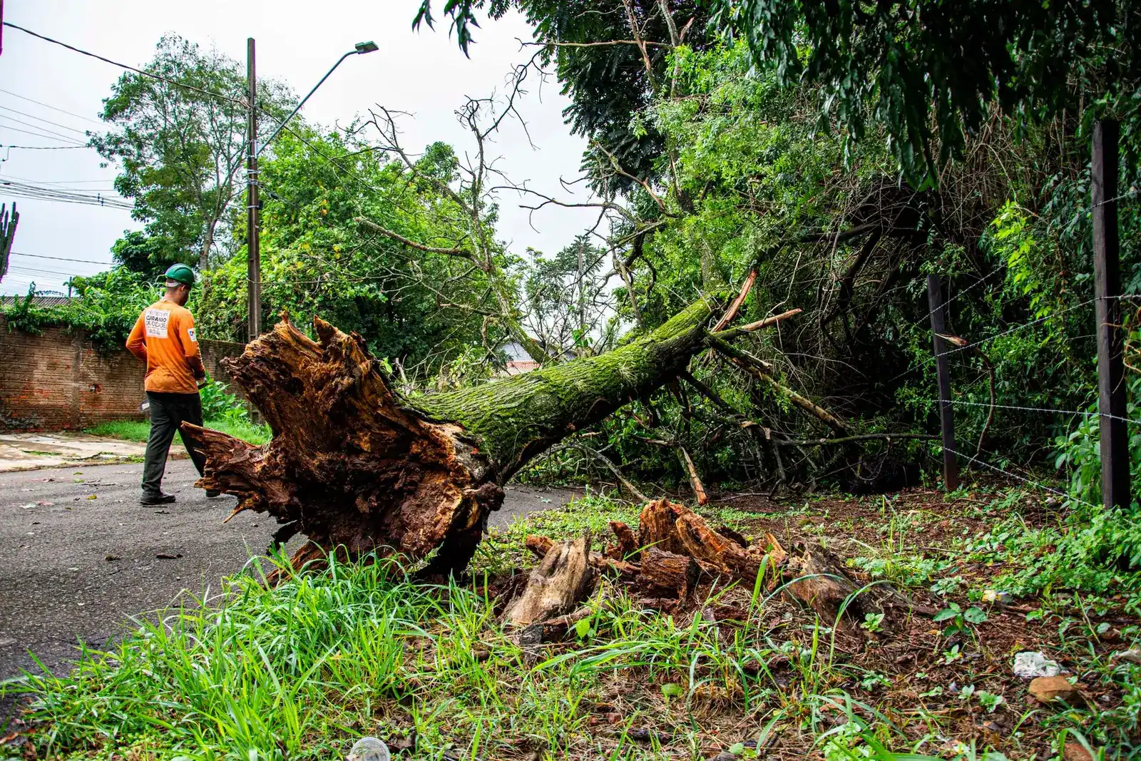 A worker in orange high-visibility clothing beside an uprooted tree on a street
