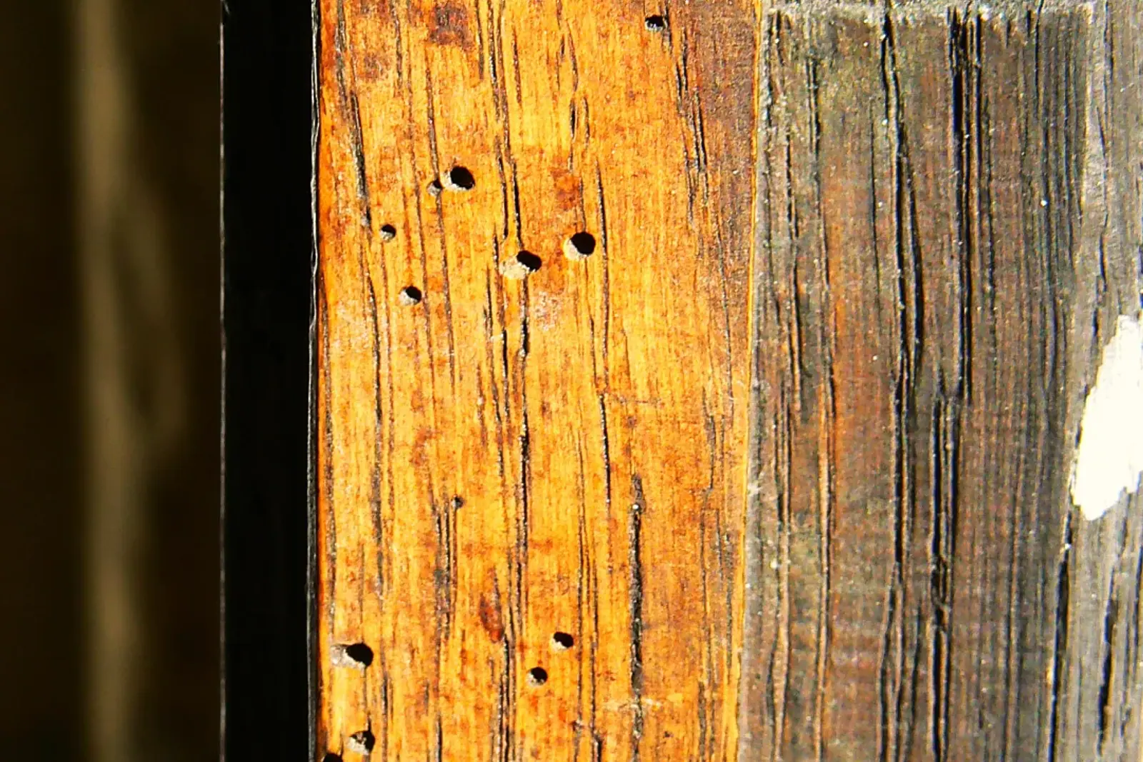 An upright timber surface with numerous small holes and dark tracks in the wood
