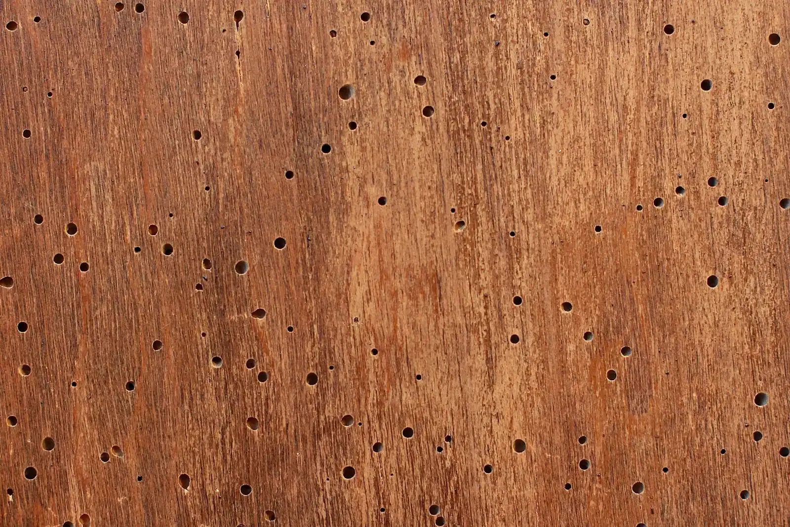 A brown wood surface dotted with many small round exit holes